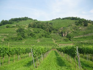Vineyards in the Wachau region